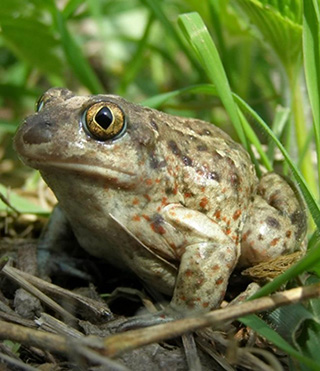 Бесплатный сонник онлайн, видеть во сне лягушку, приснилась жаба во сне, толкование сна лягушка, сон ядовитая жаба
